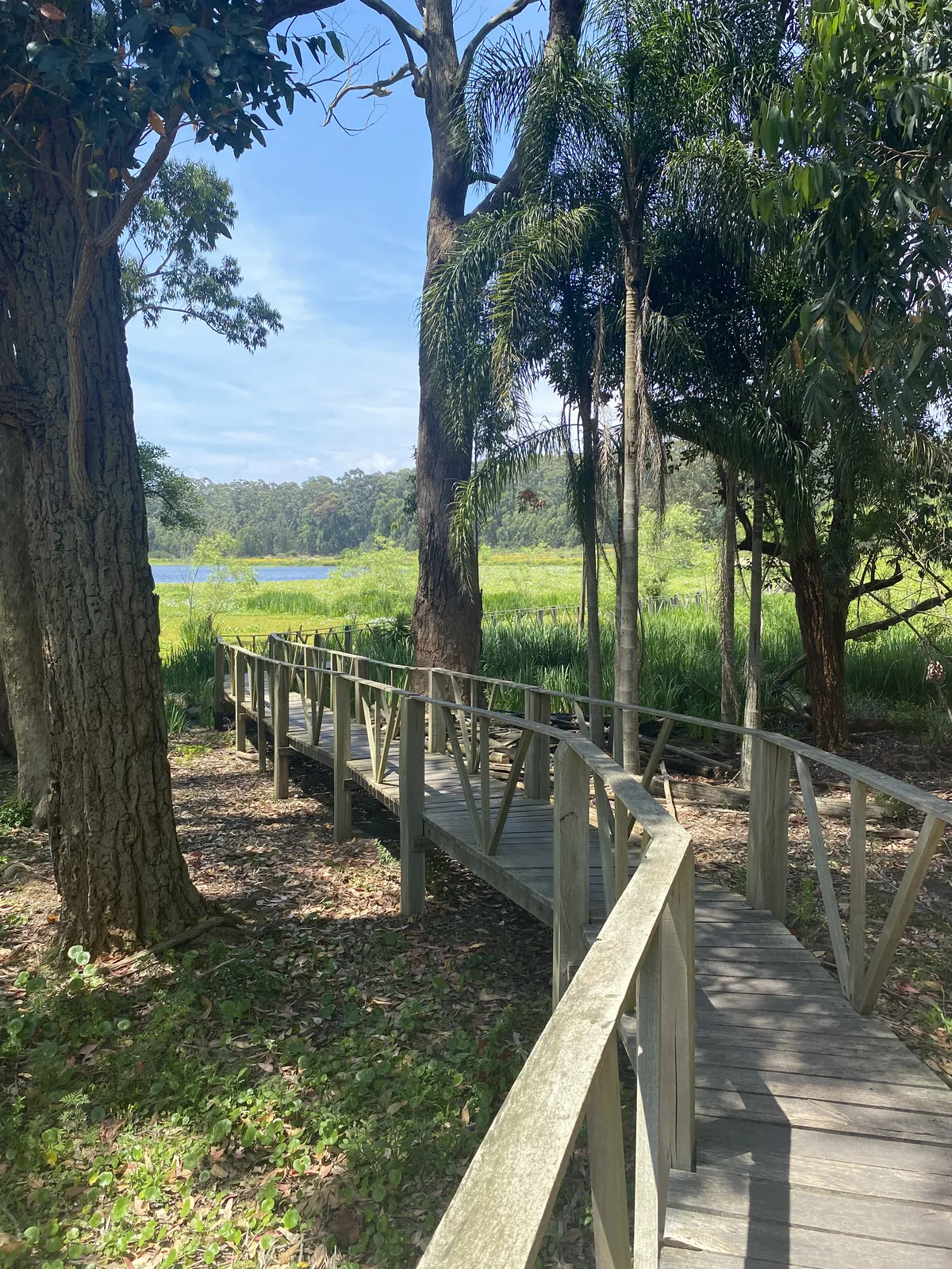 Pasarela de madera entre frondosos árboles y palmeras, con vistas a un lago azul y humedales verdes bajo un cielo claro