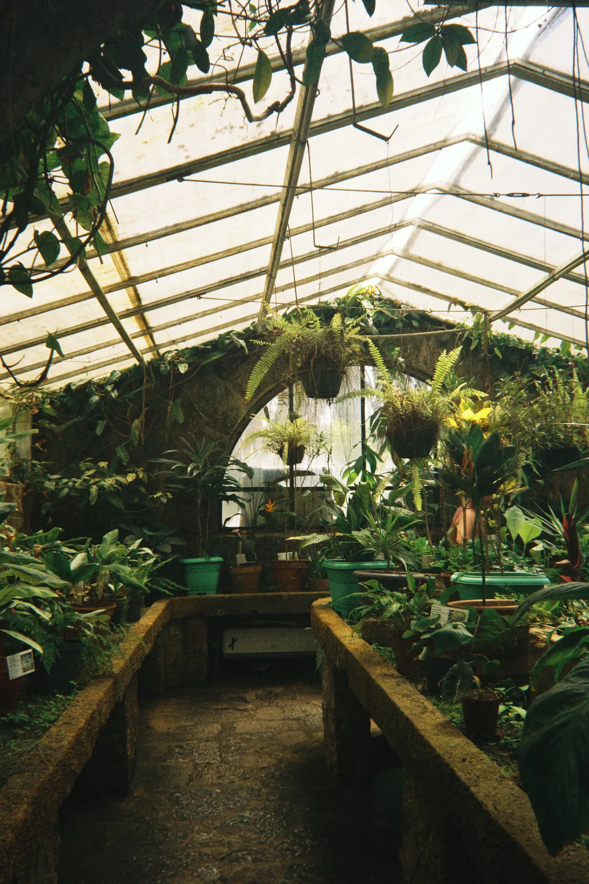 Interior de un invernadero tropical con techo translúcido, abundantes helechos y plantas verdes en macetas, y un sendero