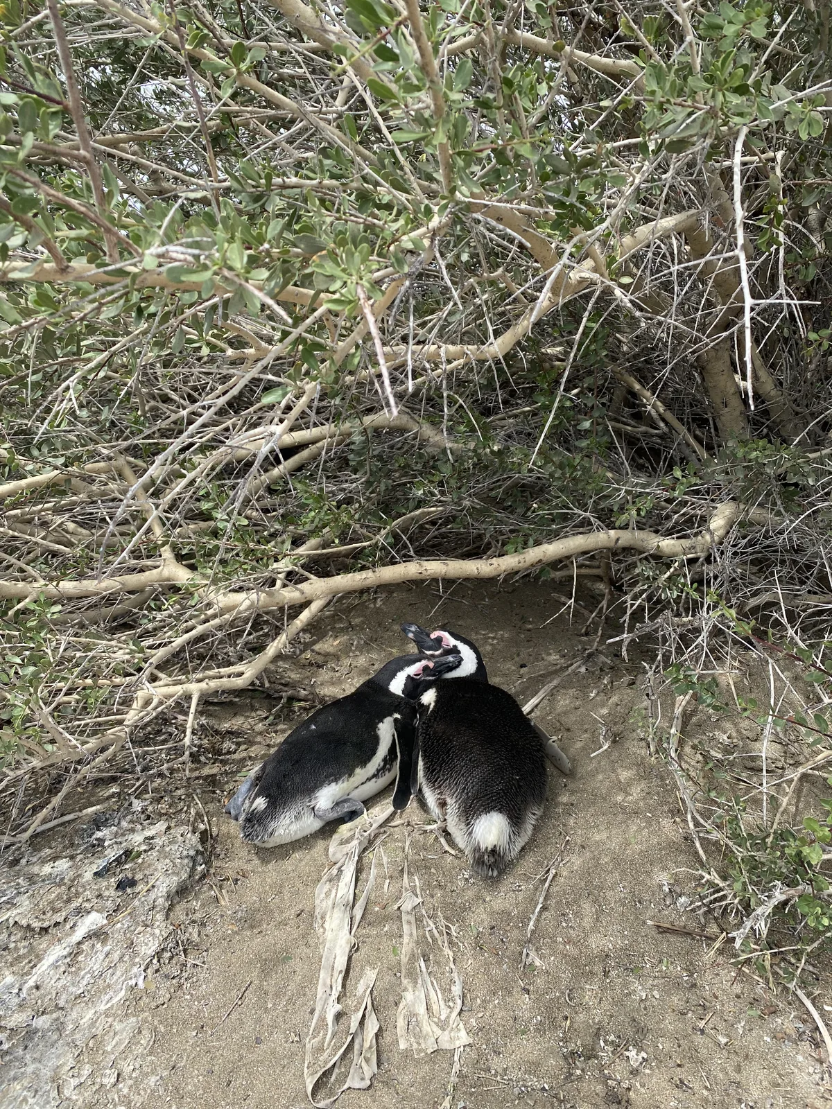 Pareja de pingüinos de Magallanes descansando bajo arbustos espinosos, capturada en un viaje overland por la Patagonia