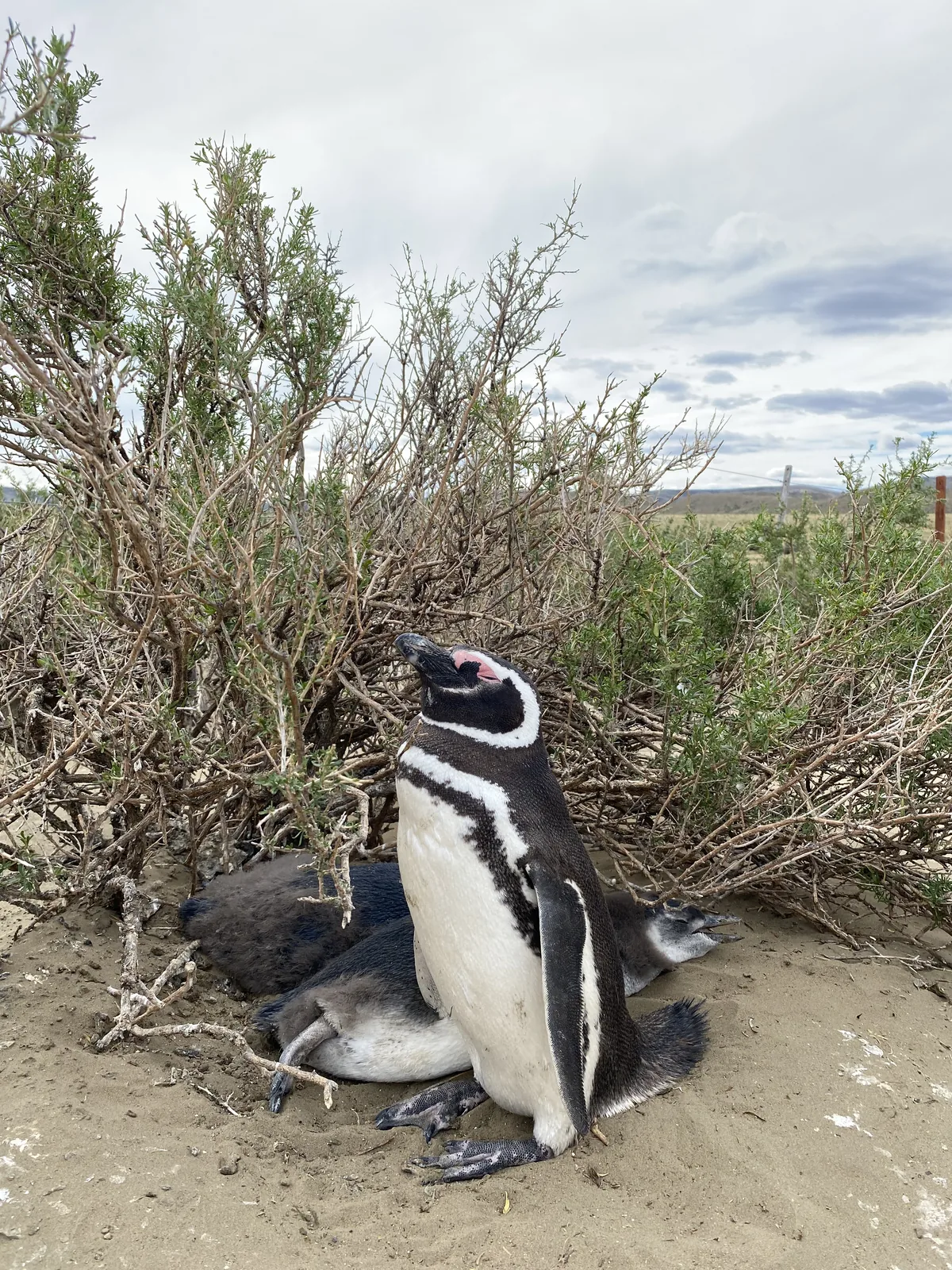 Pingüino de Magallanes adulto y sus crías descansando bajo arbustos en un paisaje costero arenoso de la Patagonia.