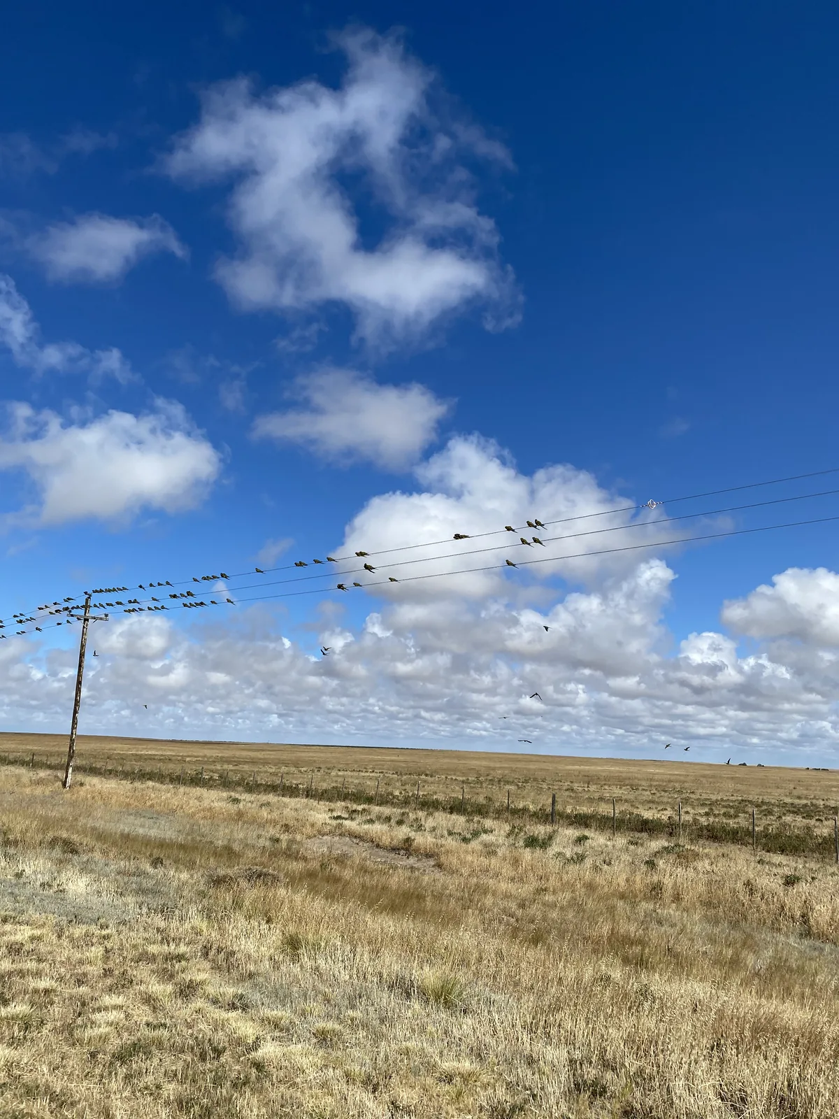 Horizonte de extensos pastizales secos bajo un cielo azul con nubes. Un poste rústico con cables repletos de pájaros y alguno