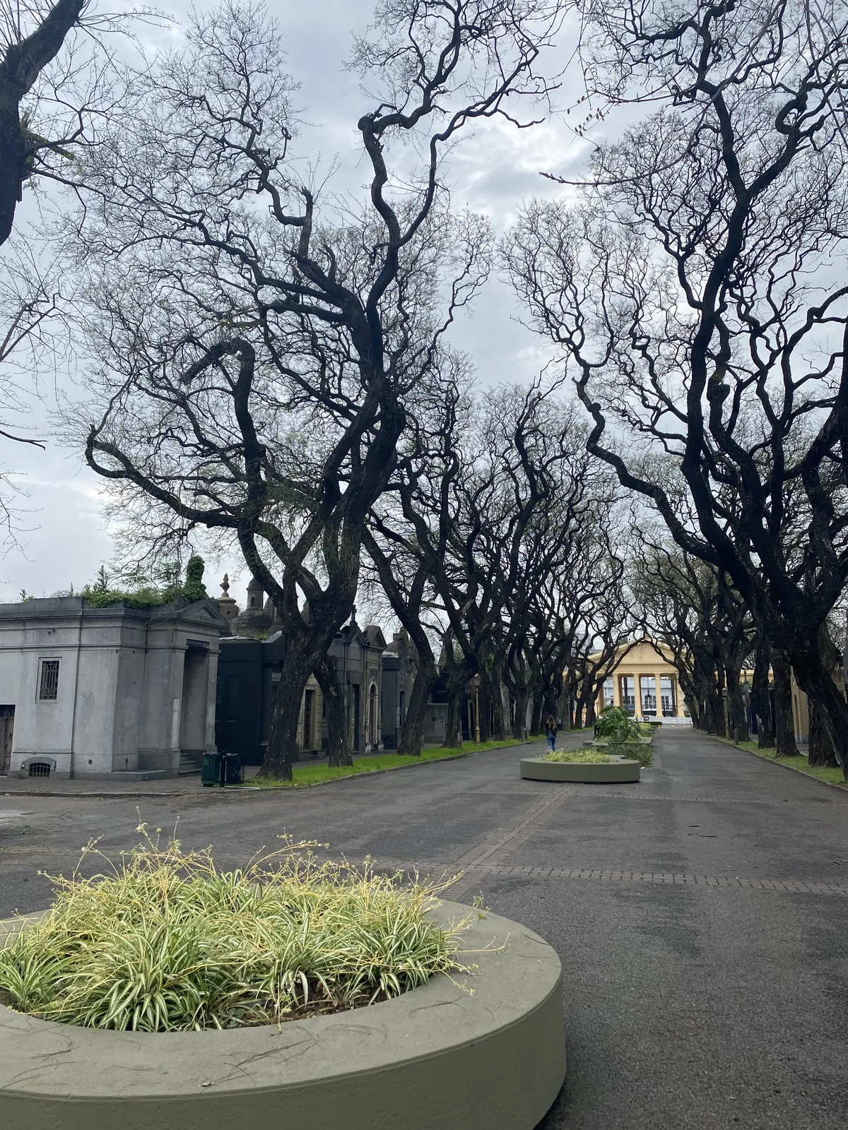 Camino arbolado del Cementerio de Recoleta en Buenos Aires con árboles sin hojas, mausoleos y jardineras modernas