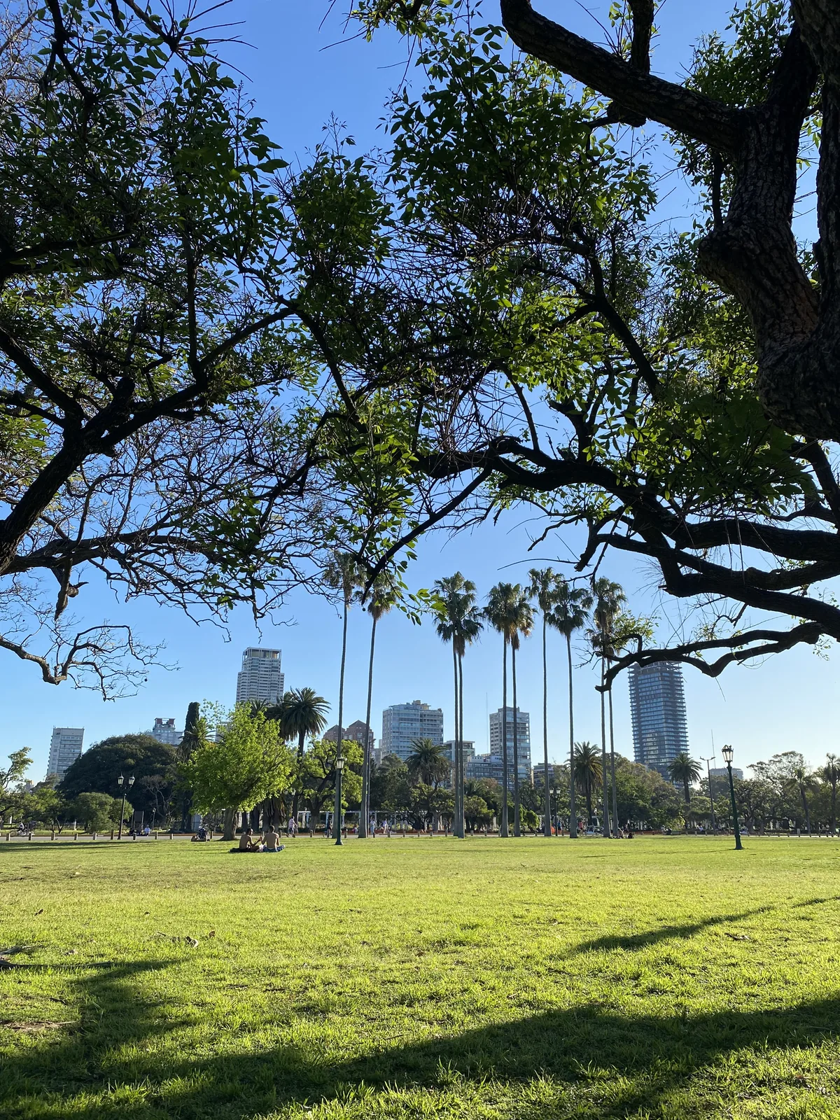 Vista de un gran parque citadino con frondosos árboles, palmeras altas y rascacielos en el horizonte en un día soleado
