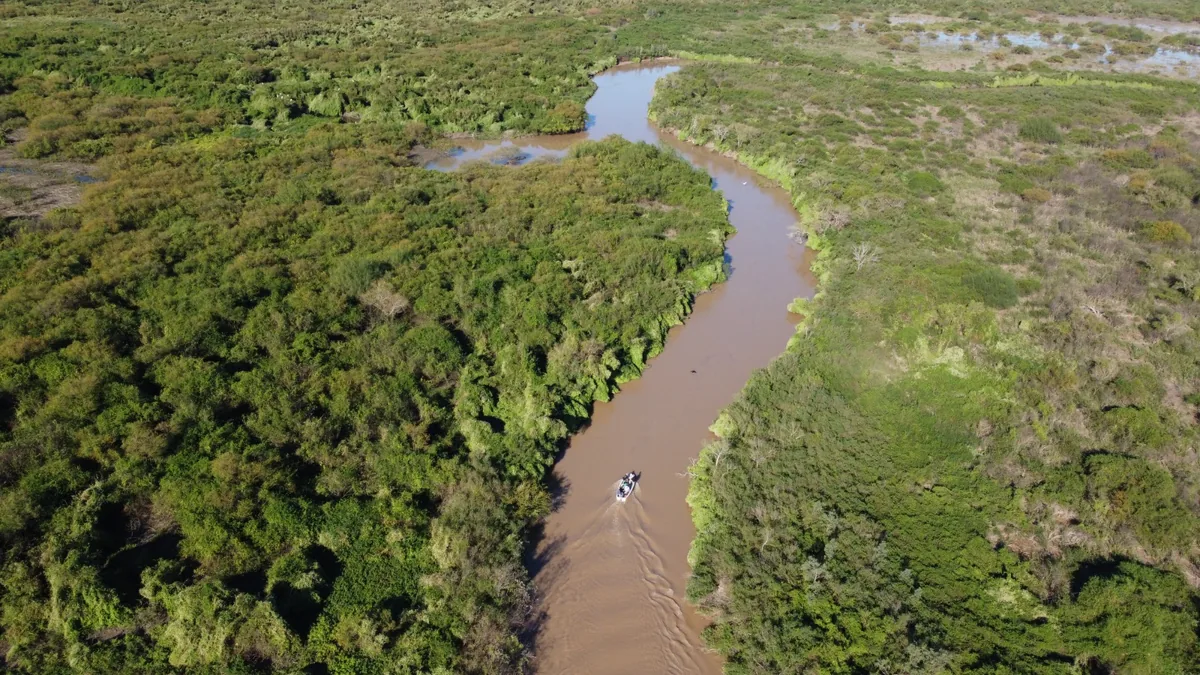 Vista aérea de lancha a motor en un río de aguas marrones que se abre paso entre la densa vegetación de un humedal