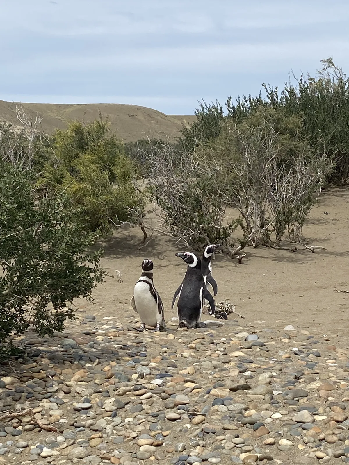 Tres pingüinos magallánicos en la costa patagónica, sobre suelo rocoso y arena, con arbustos y colinas áridas de fondo