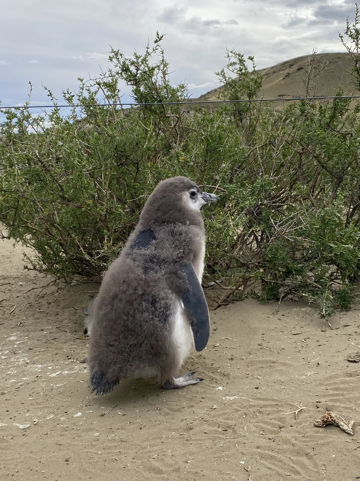 Cría de pingüino magallánico con plumón gris en la arena de la costa patagónica con arbustos al fondo