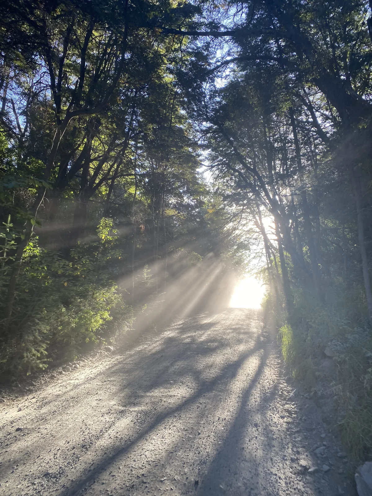 Rayos de sol matutinos bañan un camino de ripio polvoriento en un denso bosque, ideal para un viaje overland
