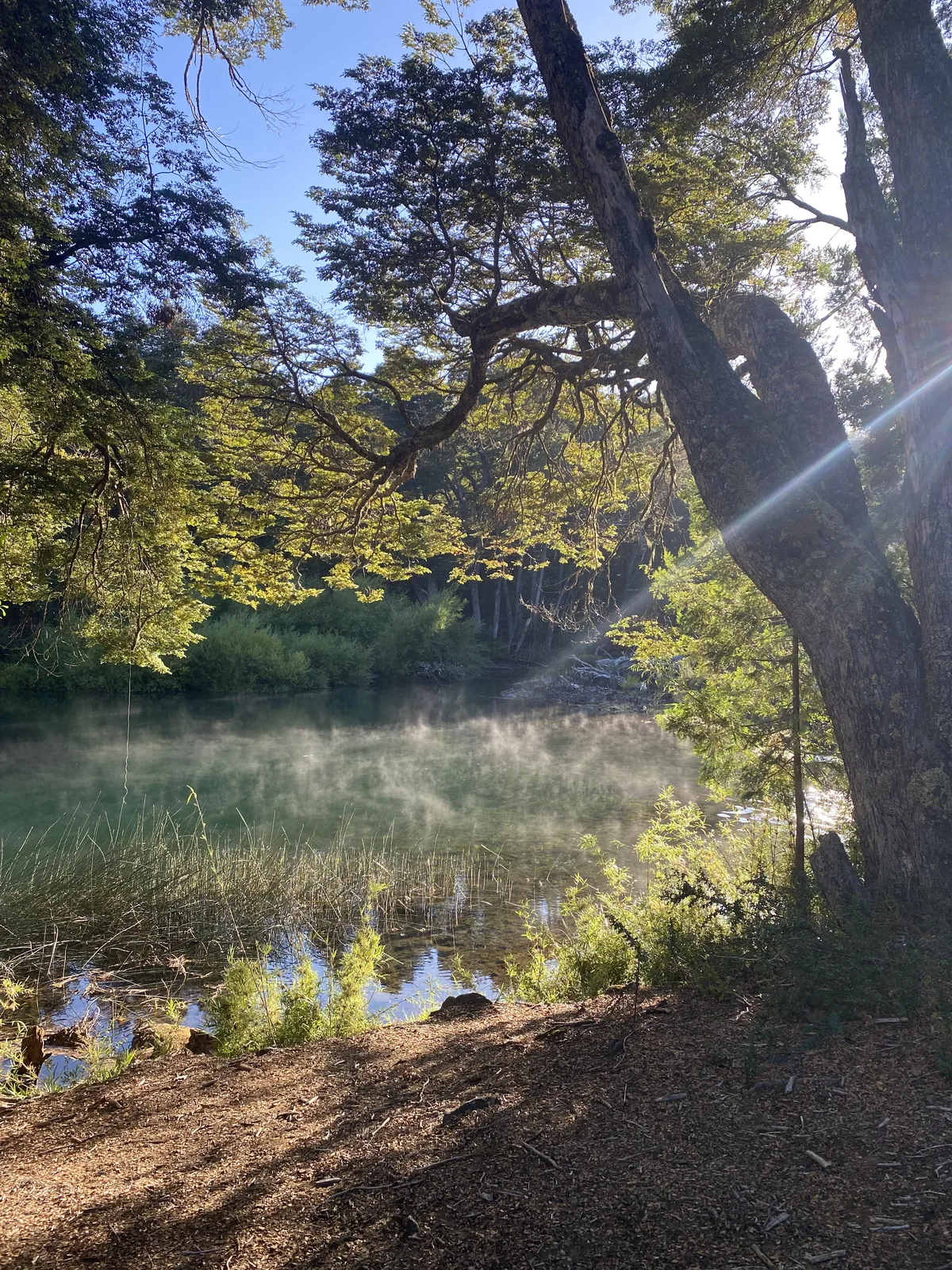 Río con neblina al amanecer en un bosque frondoso. Rayos de sol penetran las copas de los árboles, iluminando la escena