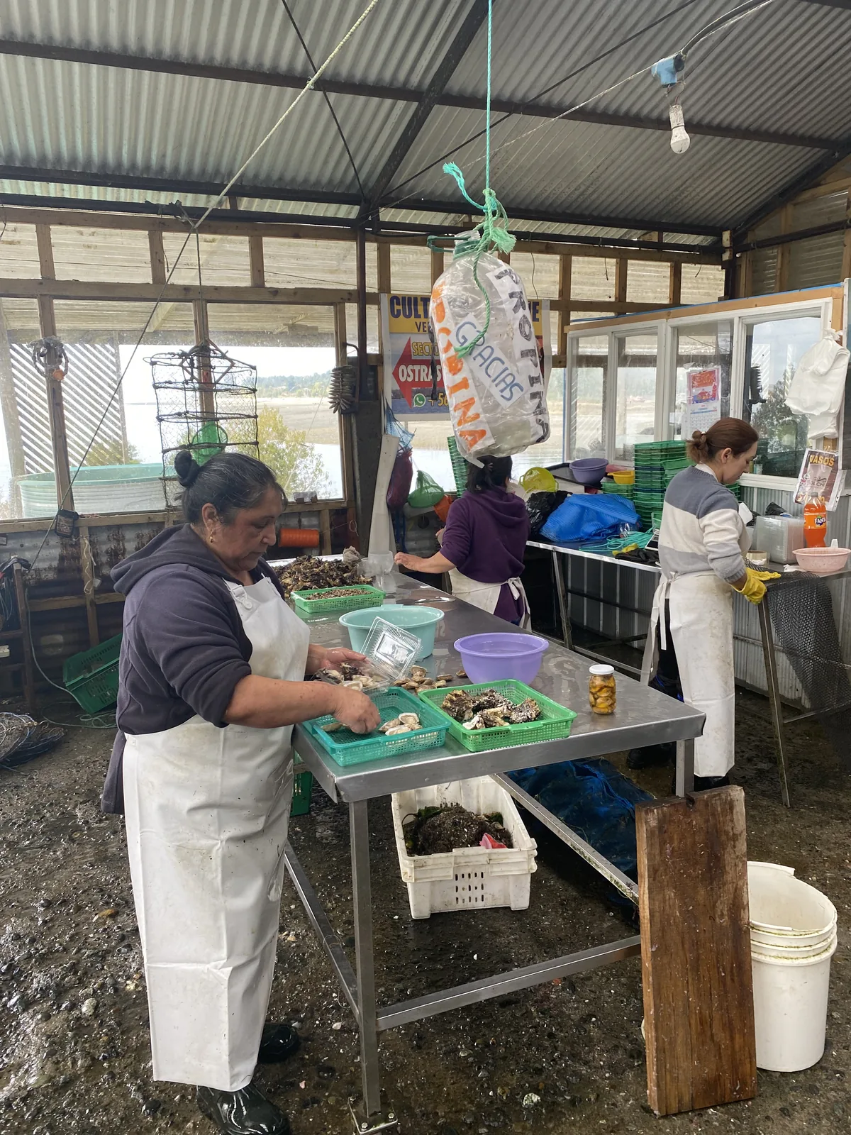 Mujeres con delantales blancos procesando ostras frescas en un galpón de cultivo rústico, con vista a un lago o mar