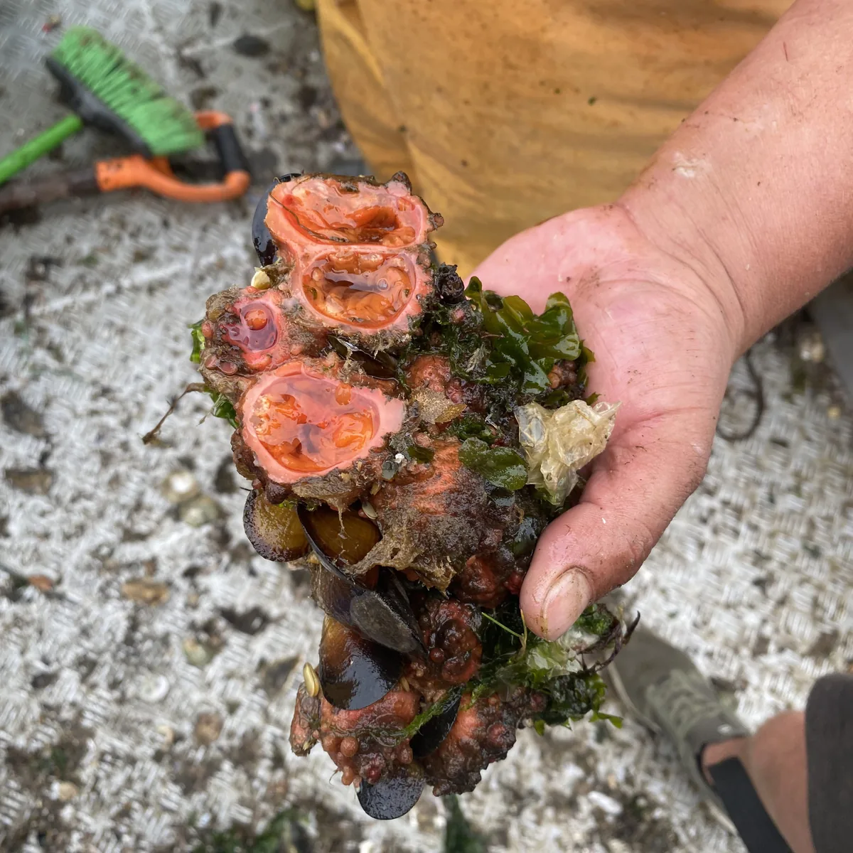 Mano mostrando piures frescos, mejillones y algas marinas recién cosechados en un viaje costero