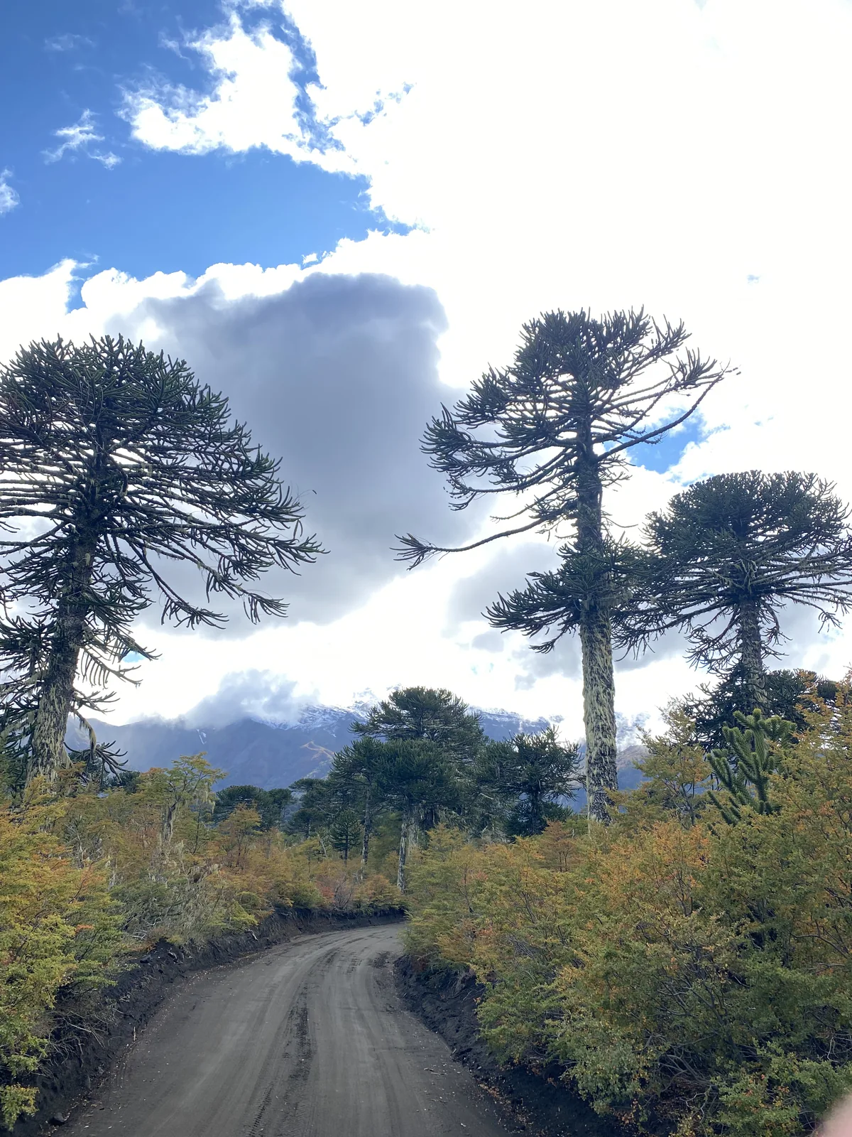 Camino de tierra entre imponentes araucarias y vegetación otoñal, con montañas nevadas y nubes en el cielo patagónico