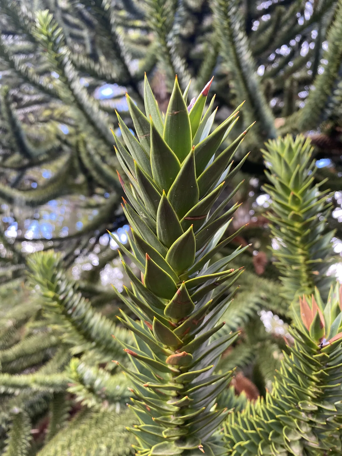 Primer plano del follaje espinoso de un pehuén (araucaria) en la Patagonia, icónico de los paisajes andinos