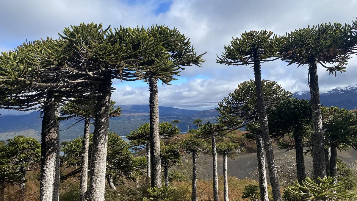 Bosque de araucarias (pehuenes) en la Patagonia, con vista a lago y montañas andinas bajo cielo azul y nubes