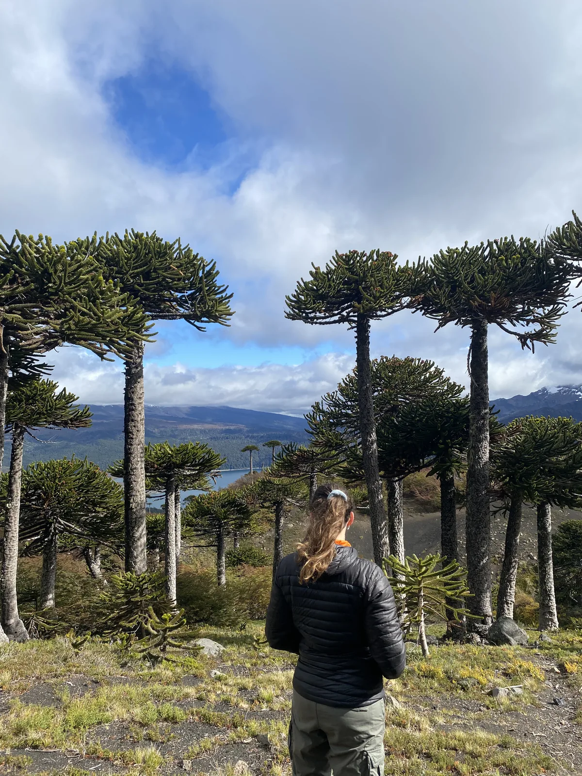 Senderista en un bosque de Araucarias (Pehuén) con lago y montañas al fondo, explorando la impresionante Patagonia andina
