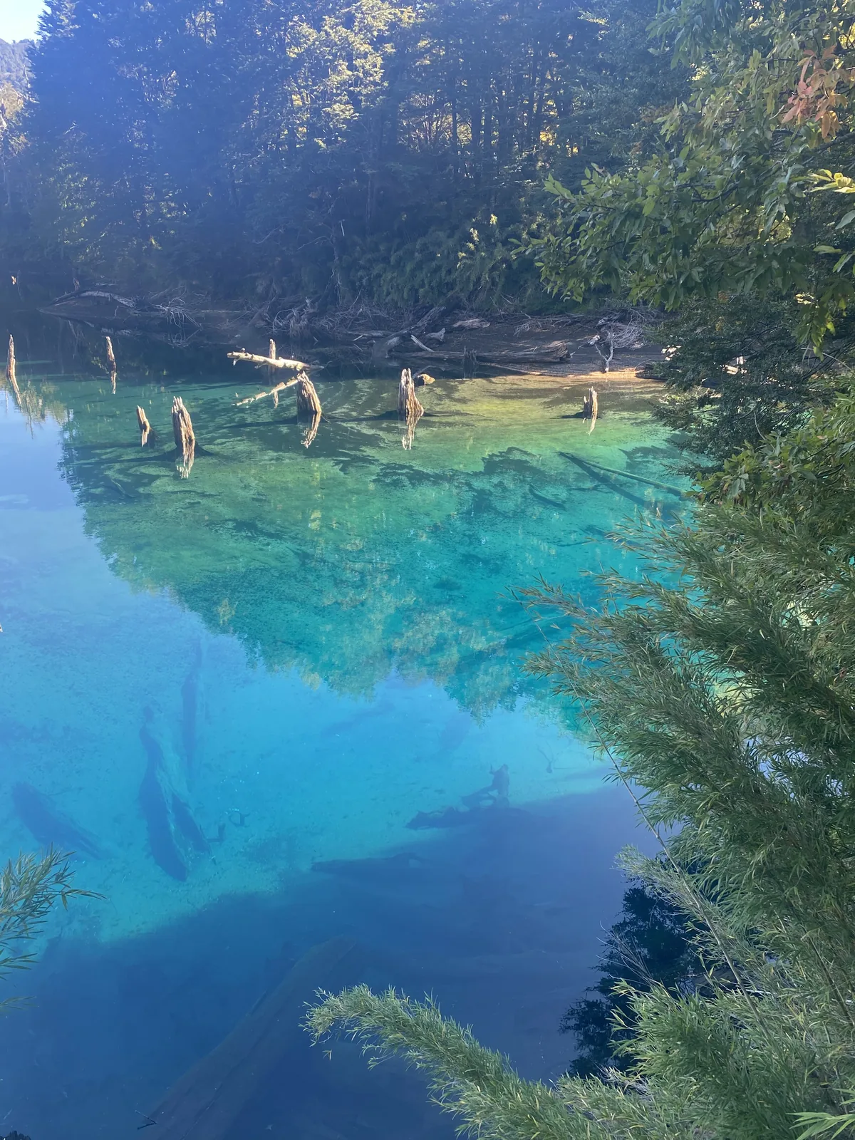 Laguna de aguas cristalinas color turquesa y azul profundo, con troncos sumergidos y un bosque denso en la orilla