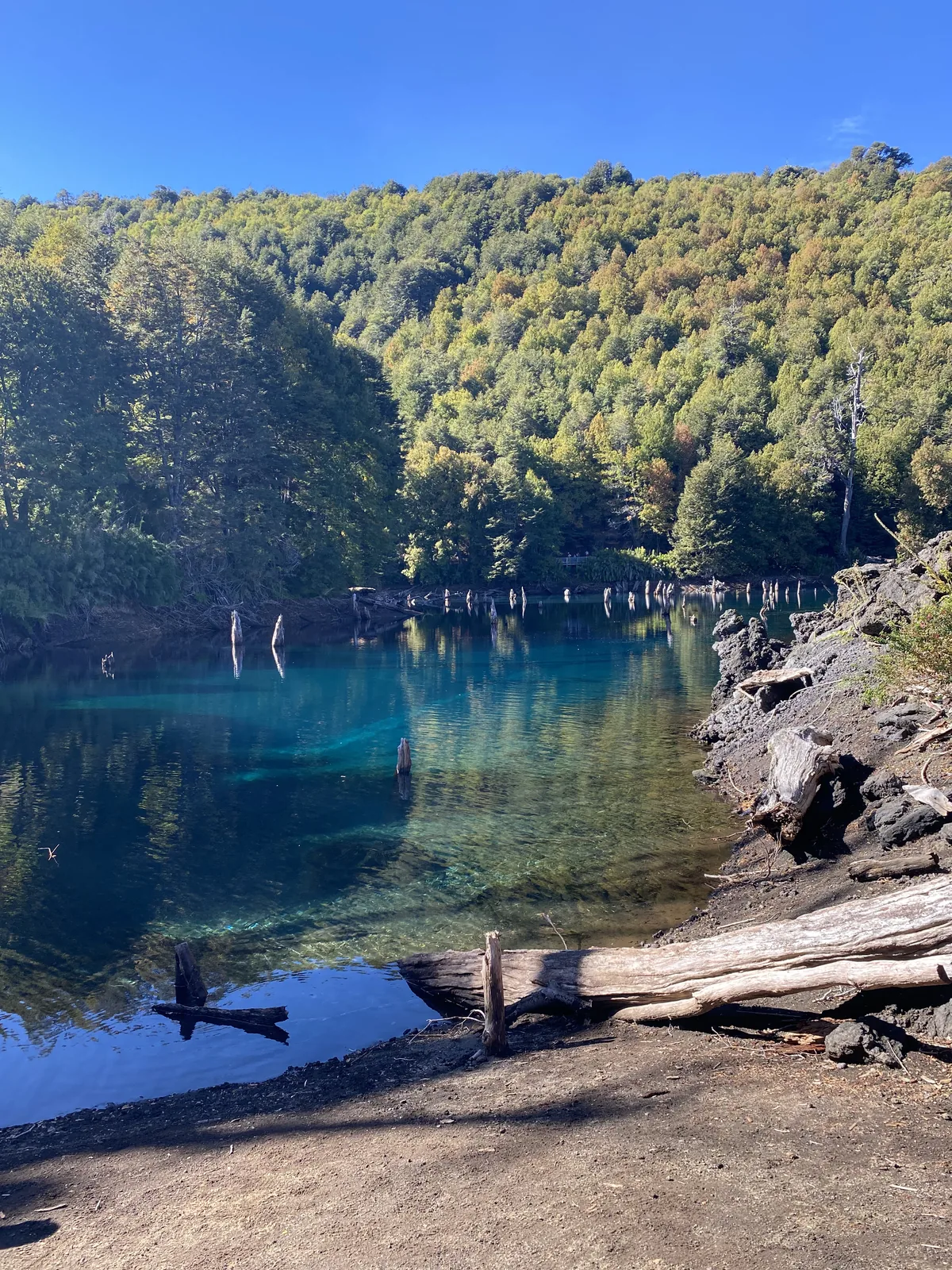 Impresionante lago de aguas turquesas cristalinas y troncos de árboles sumergidos, rodeado por un bosque andino