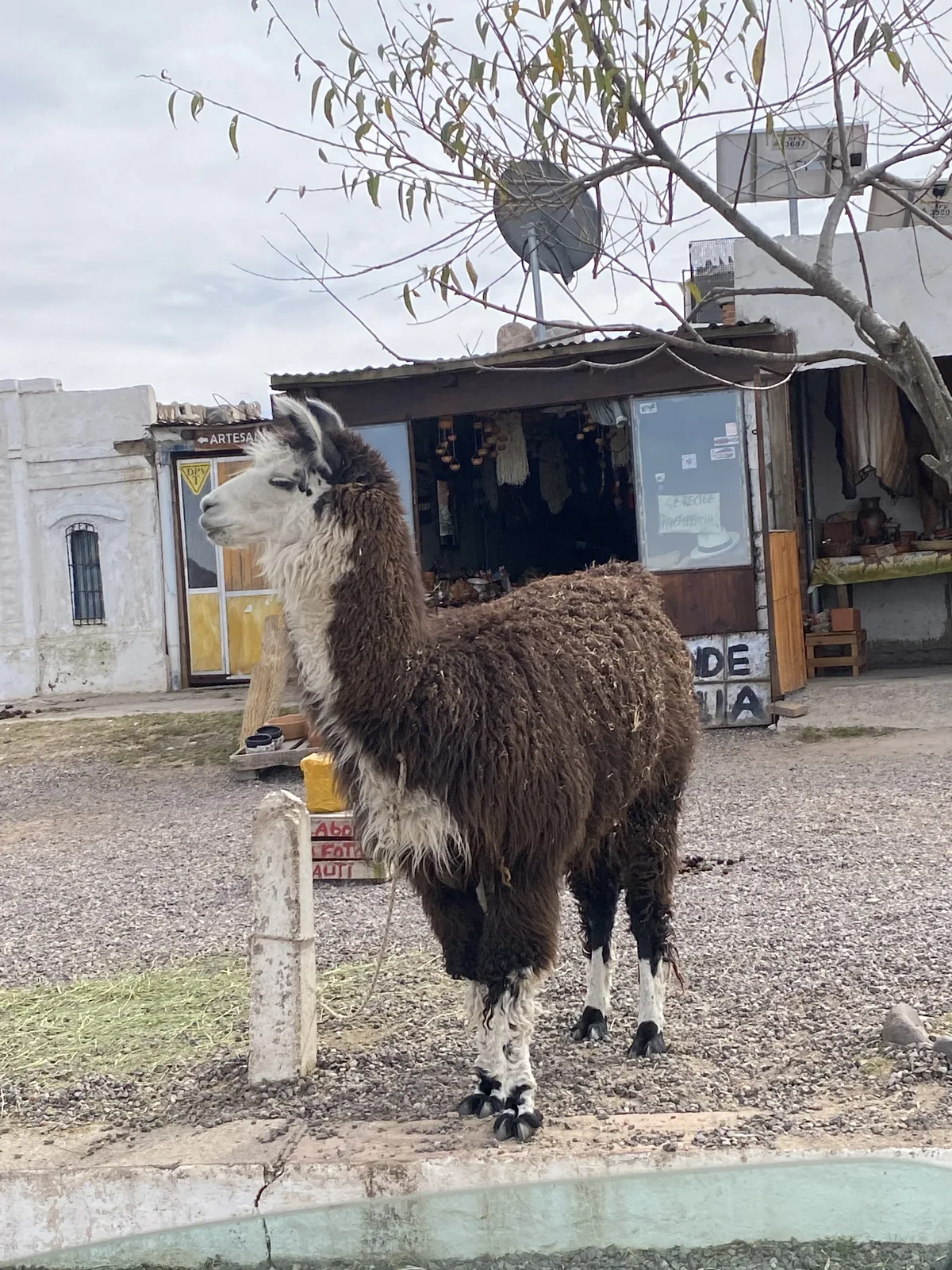 Llama de pelaje marrón y blanco frente a una tienda de artesanías en un pueblo andino de Jujuy, Argentina