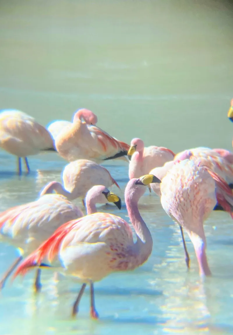 Flamencos rosados en laguna de altura, con plumaje suave y picos amarillos y negros, fauna del altiplano
