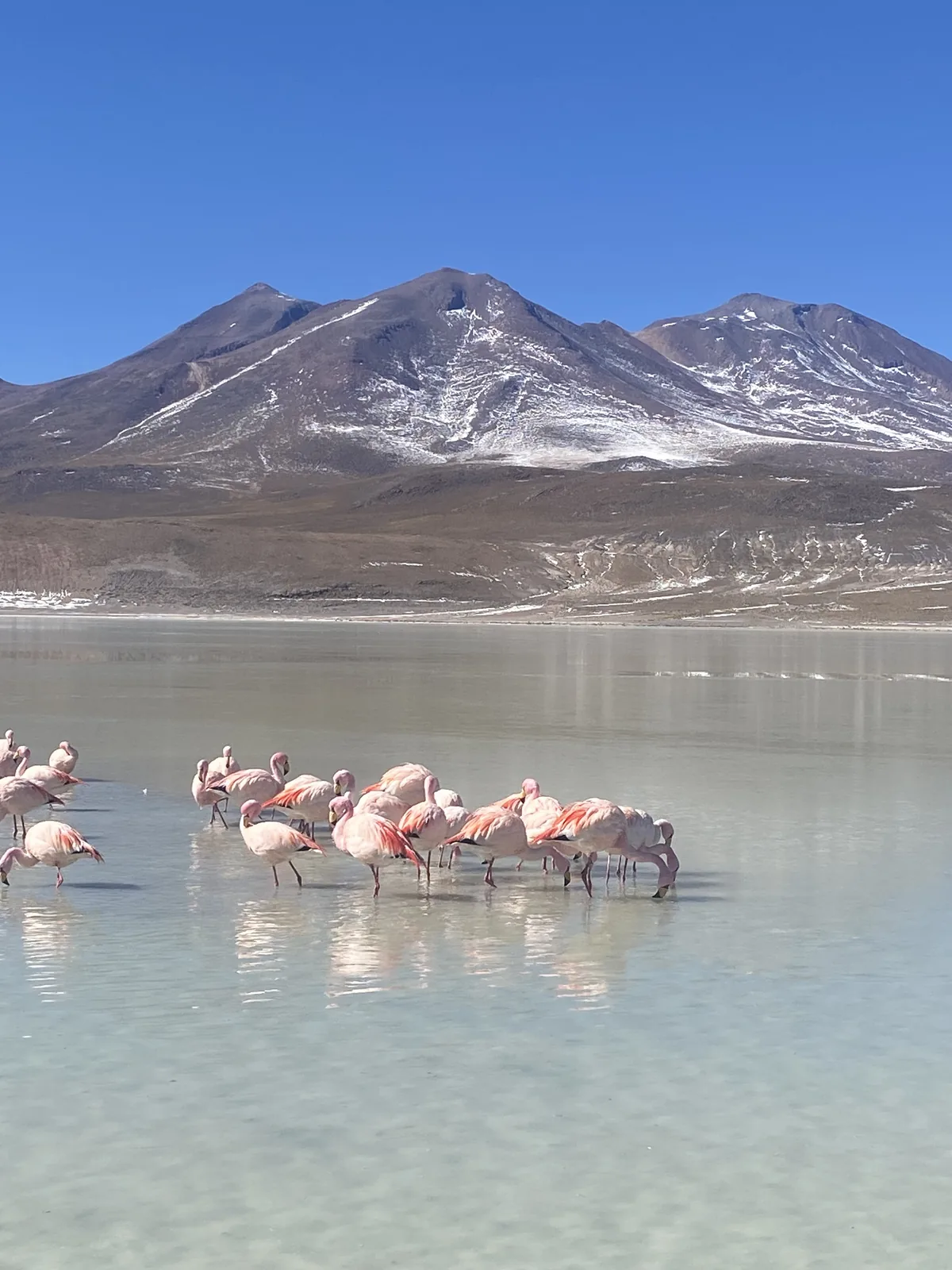 Viaje overland por el Altiplano: flamencos rosados en laguna salada con montañas nevadas y cielo azul boliviano