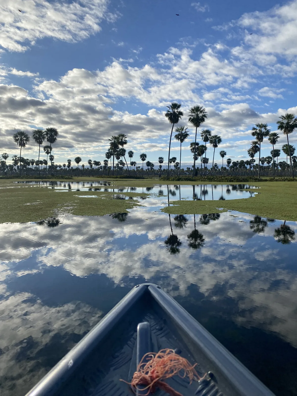 Proa de barca navegando un humedal. Palmeras y cielo nublado se reflejan en las aguas tranquilas.