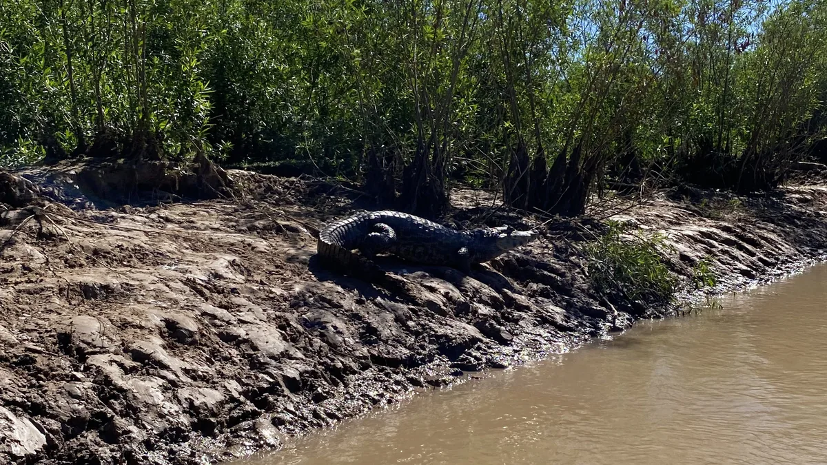 Caimán descansando en la orilla barrosa de un río, rodeado de vegetación tropical. Escena natural de fauna sudamericana