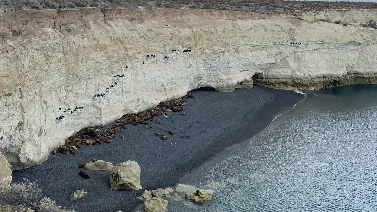 Colonia de lobos marinos y cormoranes en una playa de guijarros oscura al pie de acantilados claros, costa patagónica