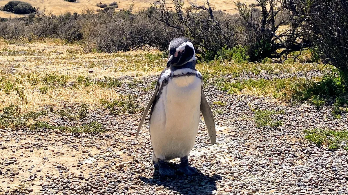 Pingüino de Magallanes de pie en terreno de grava y arena, con vegetación seca de estepa patagónica bajo el sol