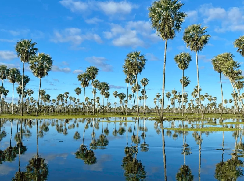 Impresionante paisaje de palmeras Yatay reflejadas en agua azul, con cielo claro y nubes en el Bañado la Estrella