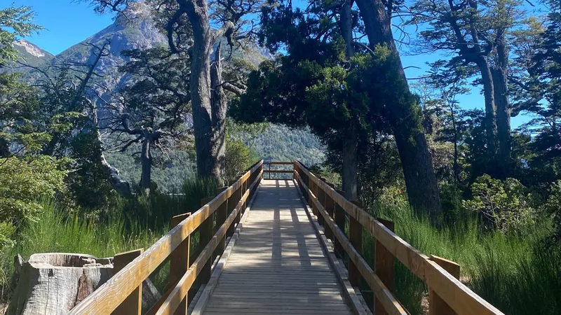 Pasarela de madera en un denso bosque patagónico, rodeada de árboles antiguos y montañas bajo un cielo azul