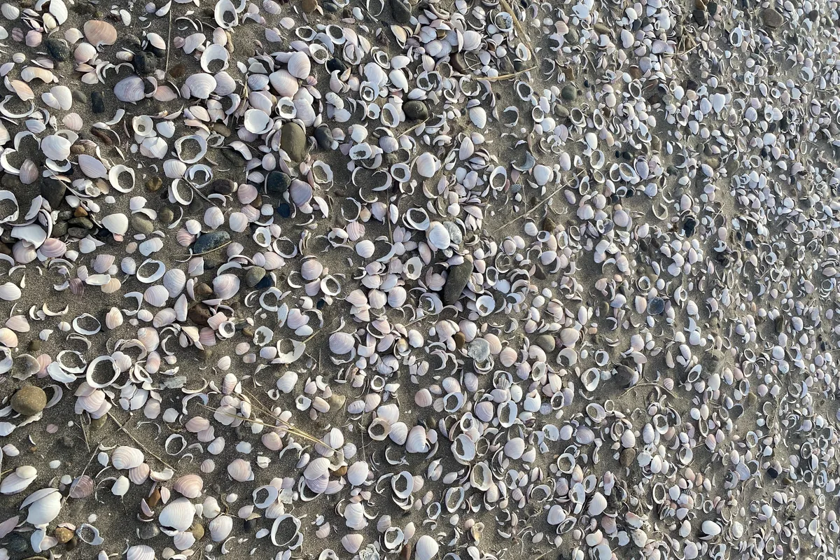 Primer plano de arena de playa con multitud de conchas pequeñas y piedras en tonos claros, ideal para explorar
