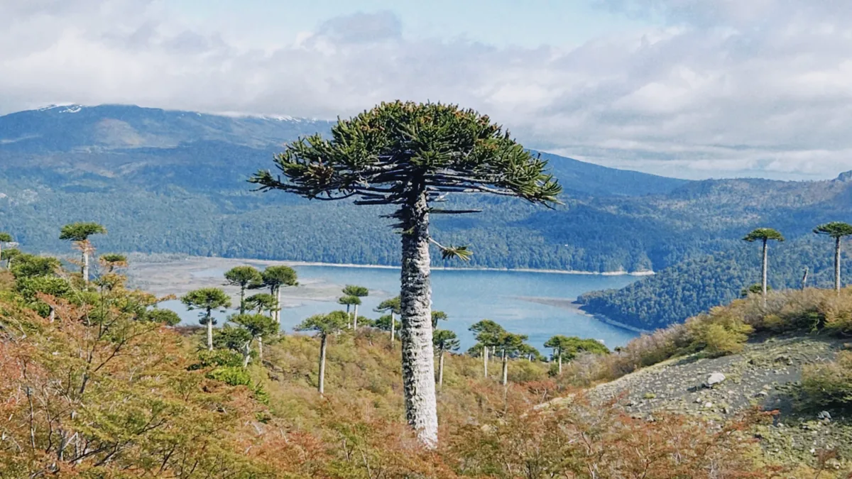 Imponente araucaria en primer plano, rodeada de pehuenes, con un lago y montañas andinas en el fondo