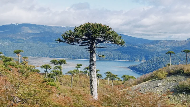 Imponente araucaria en primer plano, rodeada de pehuenes, con un lago y montañas andinas en el fondo