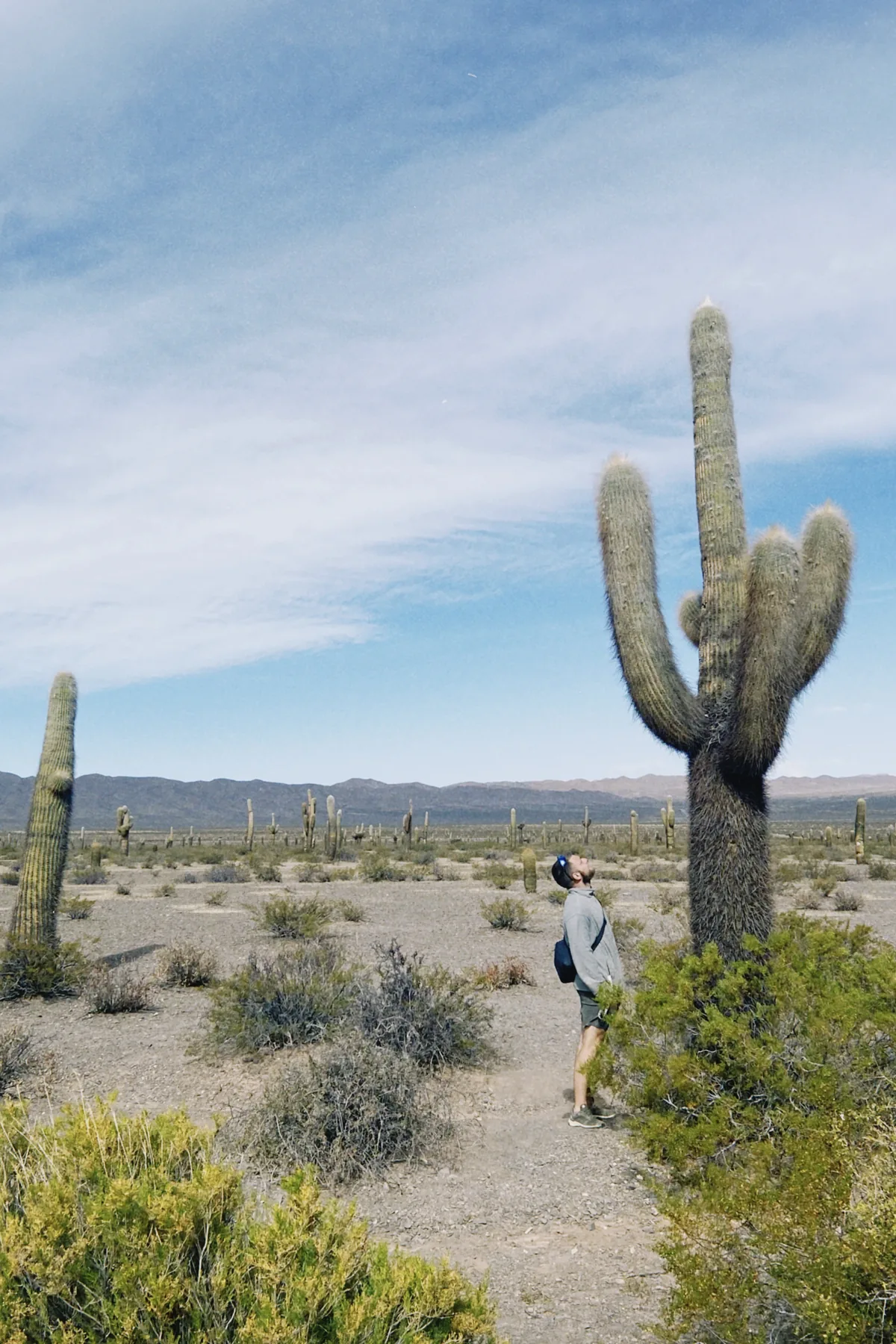 Viajero overland con gorra admirando un cactus gigante en un vasto desierto con montañas lejanas bajo cielo azul
