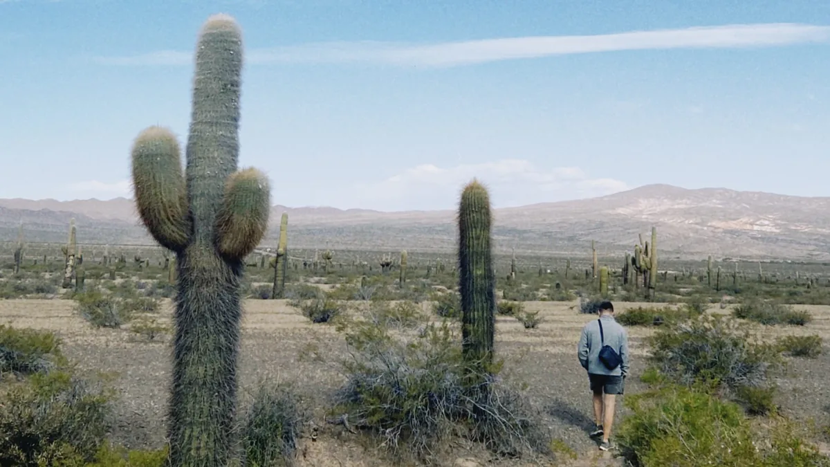 Explorador camina entre imponentes cardones en un paisaje desértico andino, ruta perfecta para aventuras overland