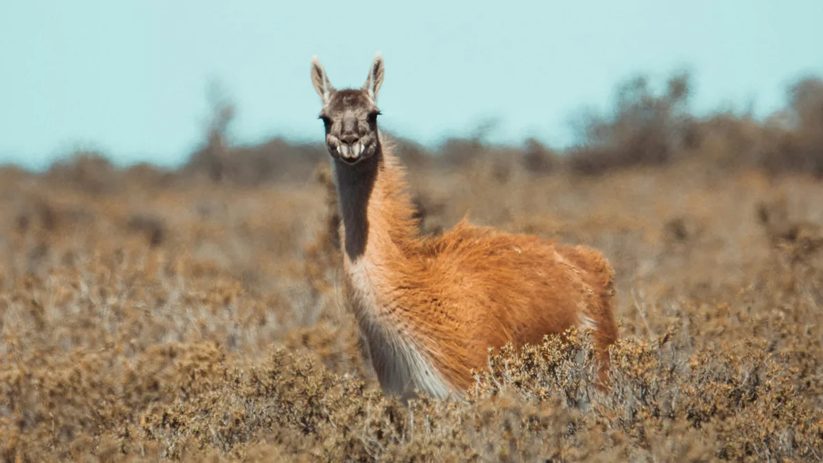Guanaco de pelaje cobrizo mostrando sus grandes dientes, posando entre la vegetación seca de la estepa patagónica