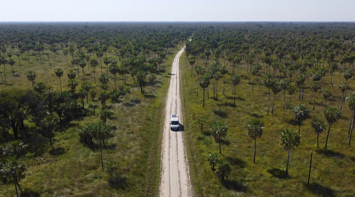 Furgoneta camper blanca en camino de ripio, atravesando un vasto paisaje de palmeras y pastizales típico de la sabana