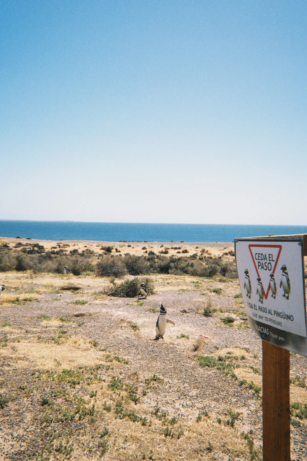 Pingüinos de Magallanes en la costa patagónica, con cartel "Ceda el paso al pingüino" y el mar azul de fondo