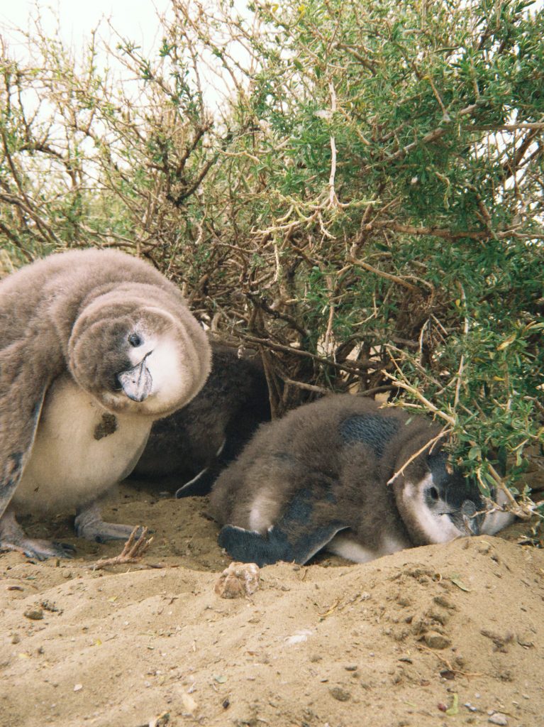 Pichones de pingüino de Magallanes