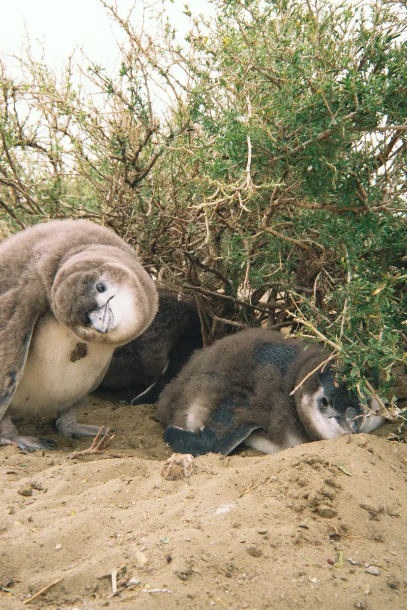 Crias de pingüino magallánico de plumón gris acurrucadas en la arena, una mira curiosa desde la sombra de los arbustos