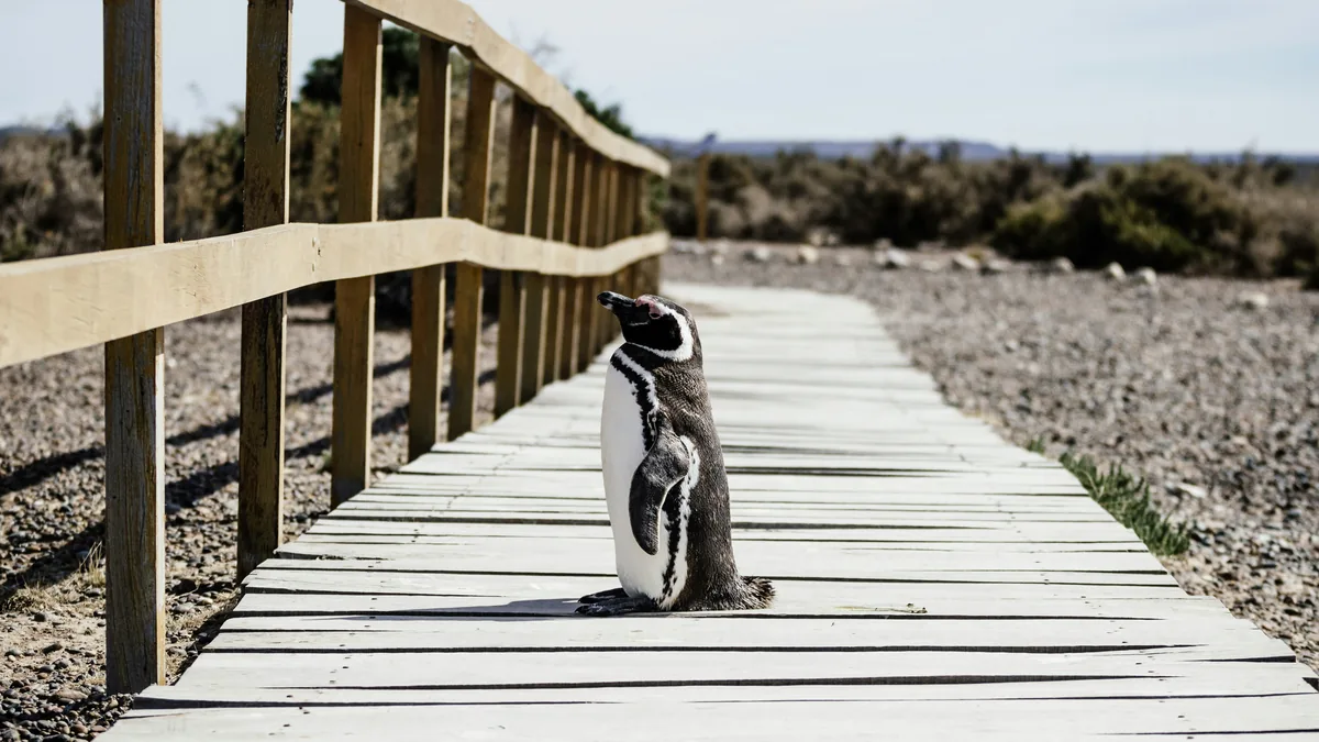 Pingüino de Magallanes en pasarela de madera con barandilla, frente a paisaje árido patagónico