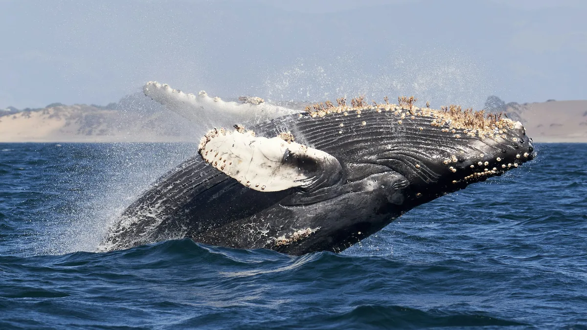 Ballena jorobada gris salta del mar, mostrando su aleta blanca y cabeza con callosidades, con dunas costeras de fondo