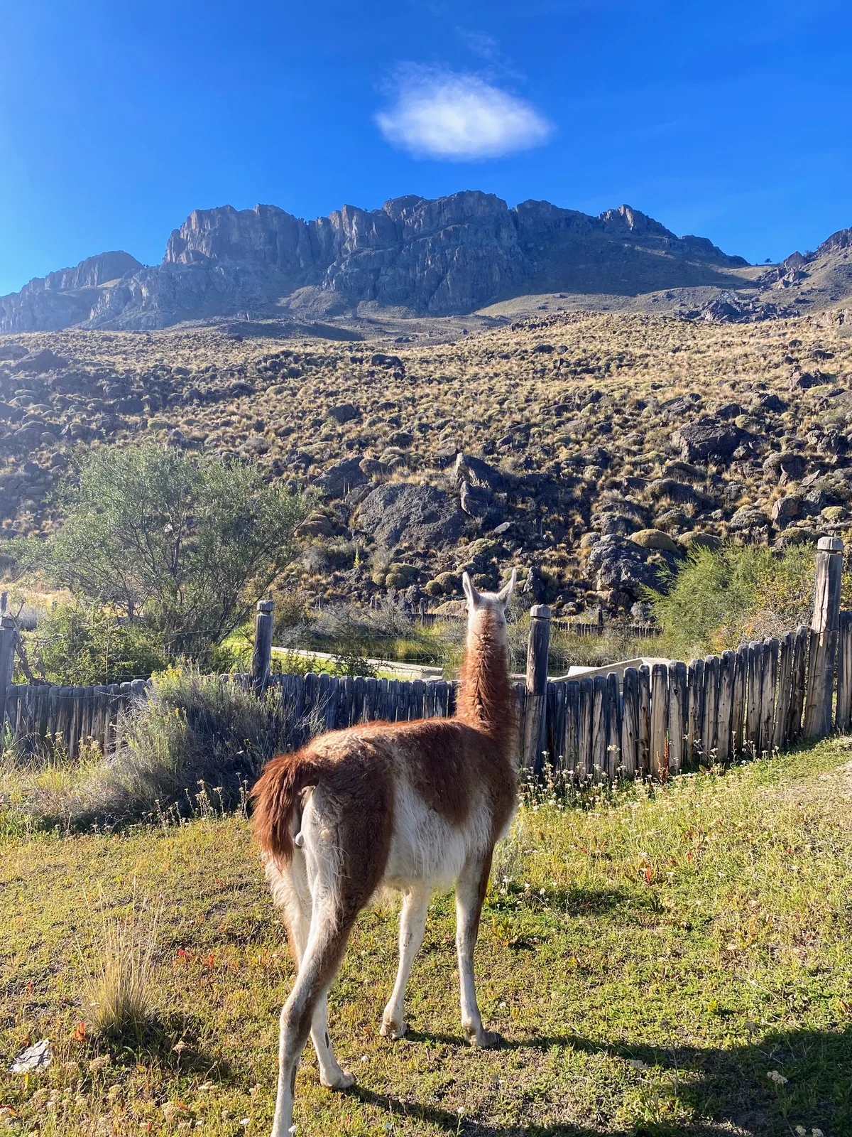 Guanaco de espaldas en una pradera patagónica, con valla de madera y majestuosas montañas rocosas al fondo