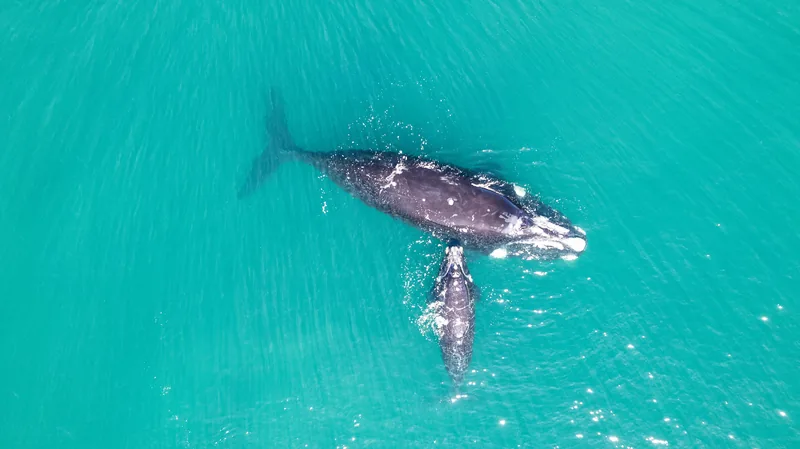 Vista aérea de una ballena franca austral adulta y su cría nadando en aguas turquesas y tranquilas de Península Valdés