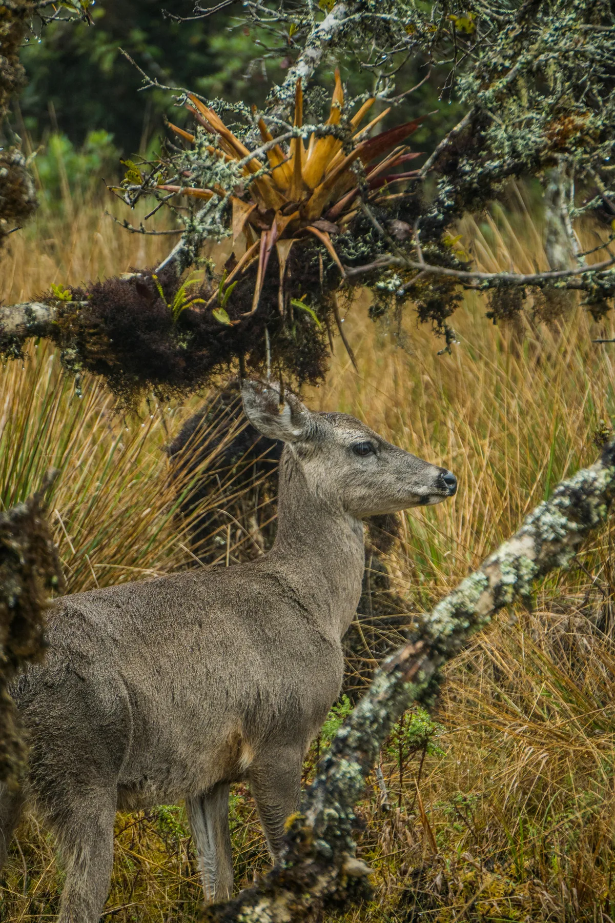 Ciervo gris entre densa vegetación de montaña, árboles con líquenes y bromelias, escena de vida silvestre andina