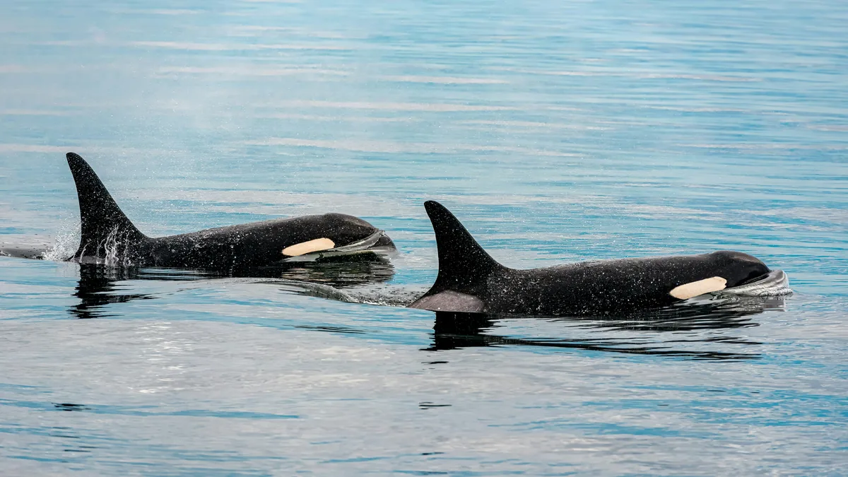 Dos majestuosas orcas emergiendo del agua azul del océano durante un emocionante avistamiento de fauna marina