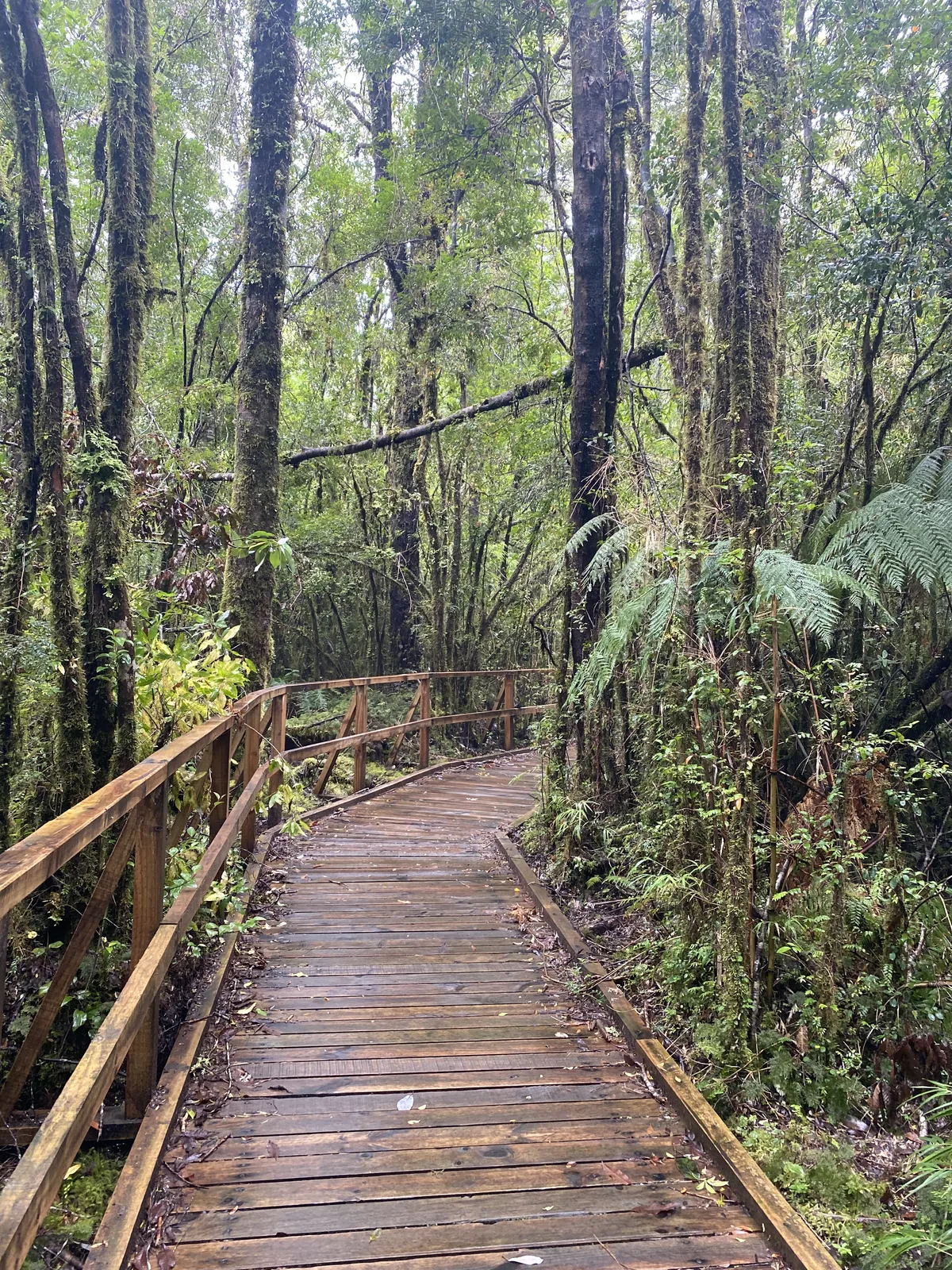 Pasarela de madera en un denso bosque lluvioso, con árboles altos cubiertos de musgo y exuberante vegetación verde