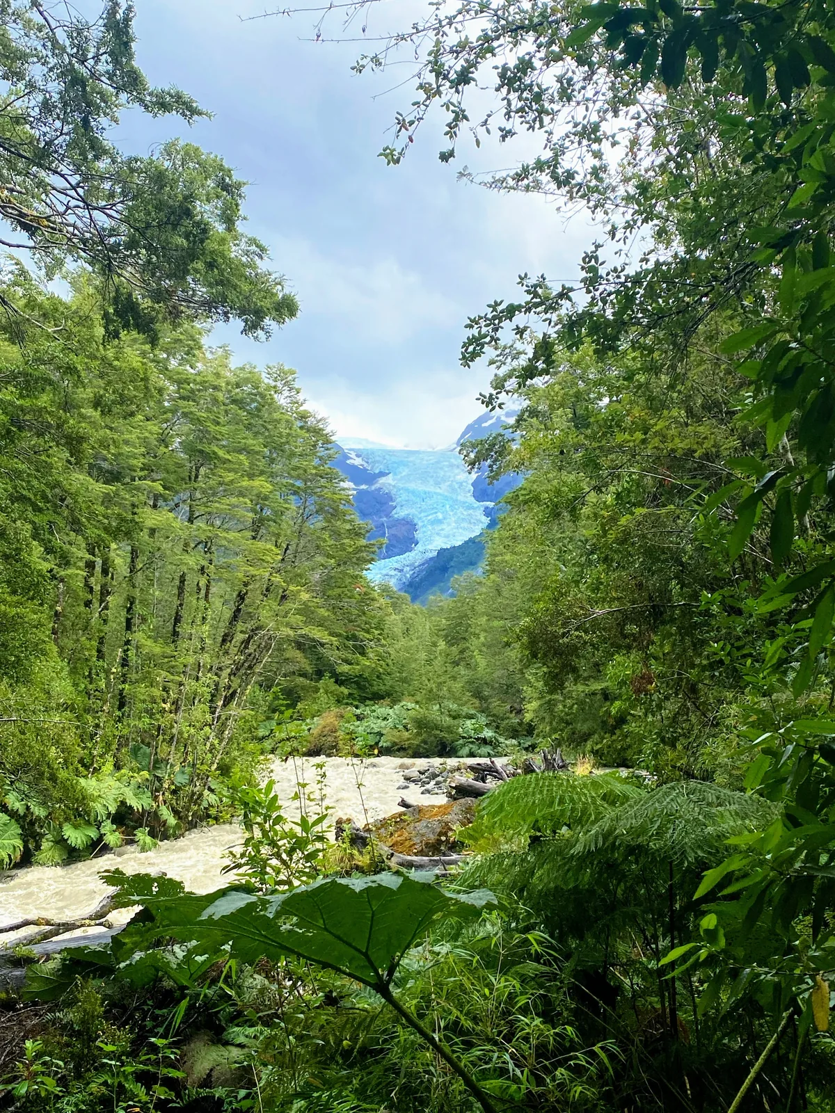 Espectacular glaciar azul visible entre el denso bosque verde, con un río caudaloso en primer plano