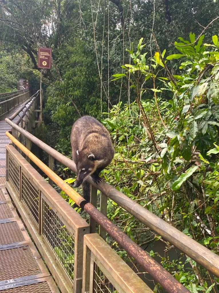 Un coatí esperando su oportunidad en una zona de descanso.