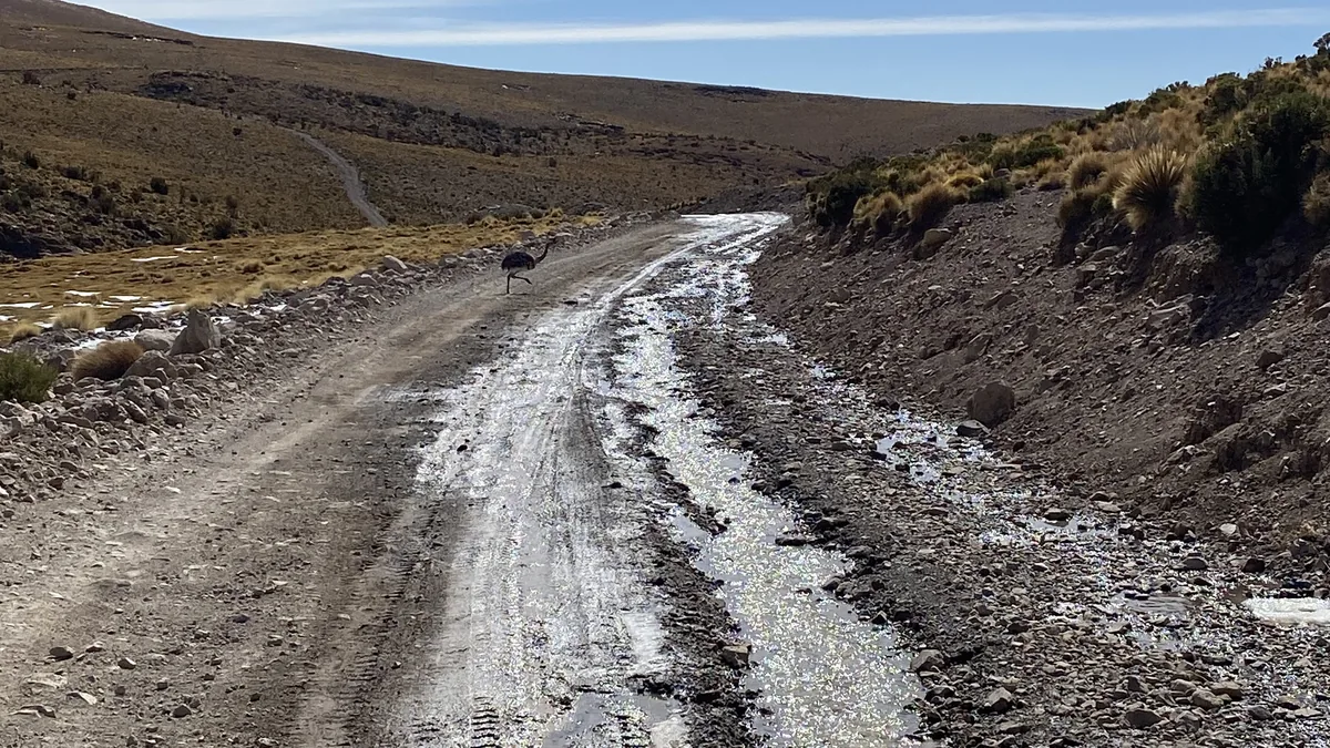 Ñandú caminando por una carretera de ripio mojada en el altiplano andino con colinas áridas y parches de nieve