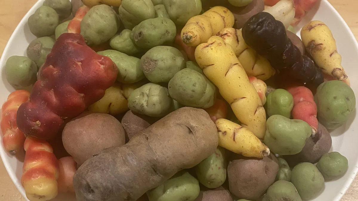 Abundantes tubérculos andinos variados: ocas amarillas, ollucos verdes y papas nativas rojas, moradas y marrones
